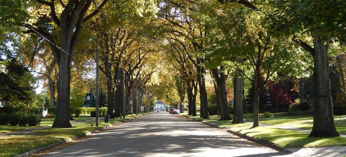 The Sioux Falls urban forest can only dream of having a street lined with trees like this one day. It may happen, but will take several generations to re-grow.