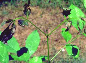 Ash Plant Bug : Aspen Arboriculture