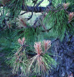 This is a common disease that is fairly easy to diagnose. But with Pine wilt disease now being in the area, it can make treatment options difficult to choose.