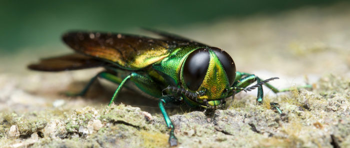 Emeralds ash borer adult beetle