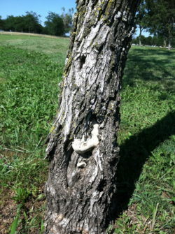 Ash Fomes looks like blobs of white marsh-mellows coming out of the thicker bark on trees. It is the mushroom of the decay fungi deep in the wood.