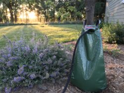 Use a bag like this when watering trees that are newly planted