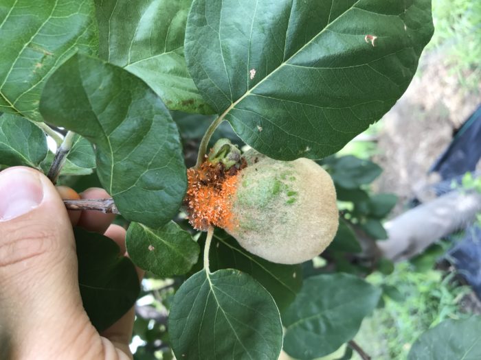 This is quince rust on a quince tree fruit. A harmless cosmetic issue.