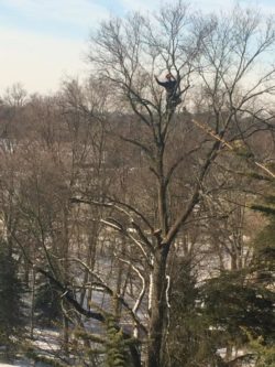 Tree pruning should be done by a qualified arborist with the necessary skills to do the job well.