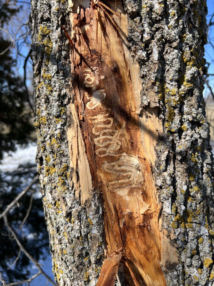 Signs of emerald ash borer feeding under the bark of a green ash. It is this feeding on the sapwood that kills the tree.